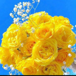 صورة الملف الشخصي
